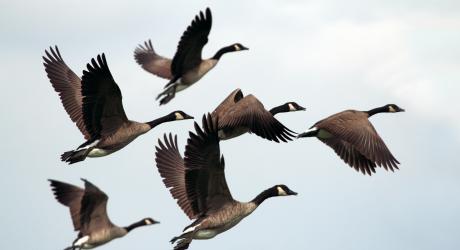 Birds migrating