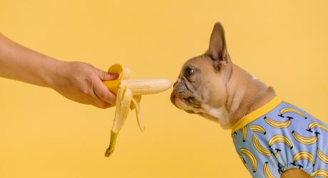 French bulldog being offered a banana