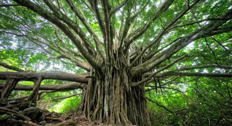 Roots and branches of a very wide tree.