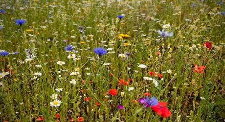 A grassy meadow with red, blue, white and yellow flowers.