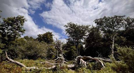 A fallen tree lays upon bracken with trees in the background.