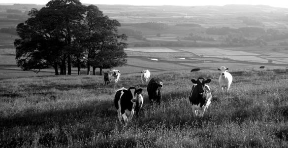 Yorkshire Dales