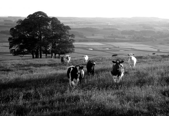 Yorkshire Dales