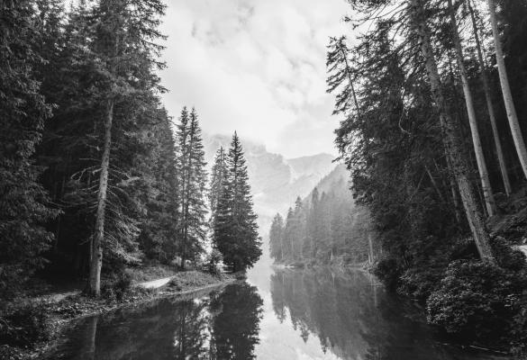 a forest