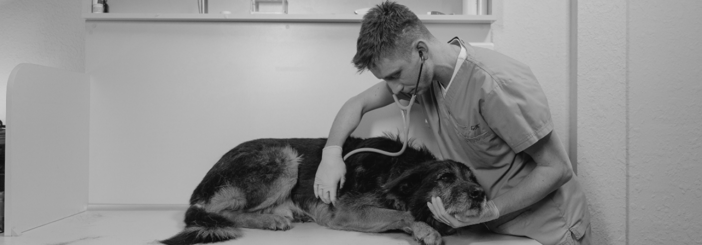 A vet with a good pupper