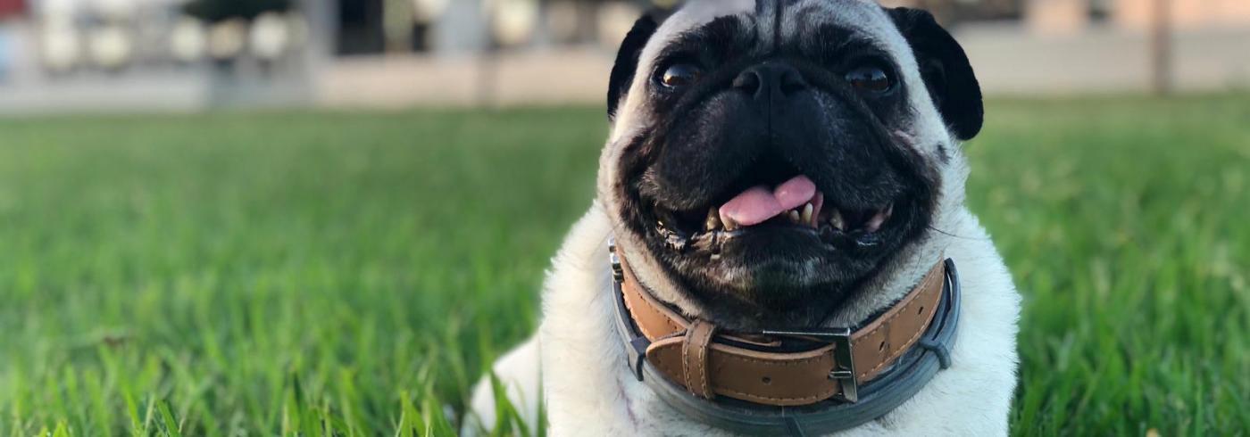 Dioni's pug