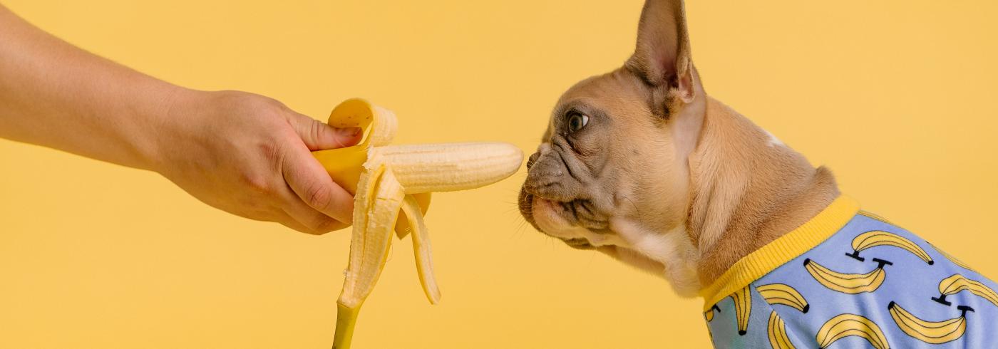French bulldog being offered a banana