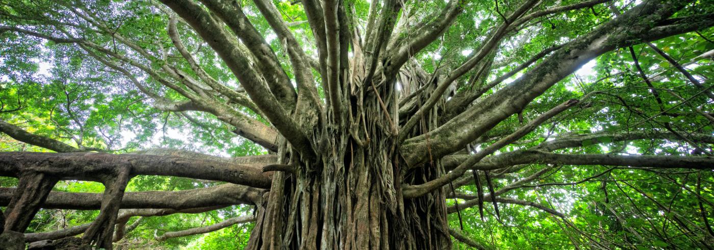 Roots and branches of a very wide tree.