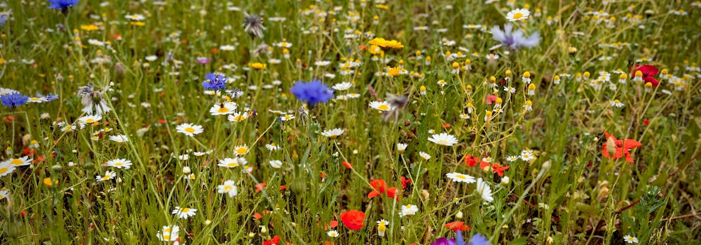 A grassy meadow with red, blue, white and yellow flowers.