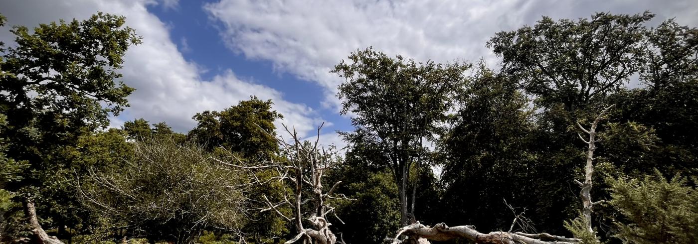 A fallen tree lays upon bracken with trees in the background.