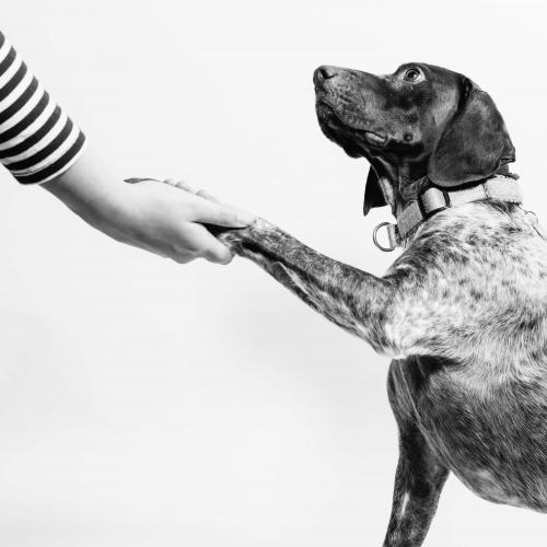 Dog giving its paw to a person