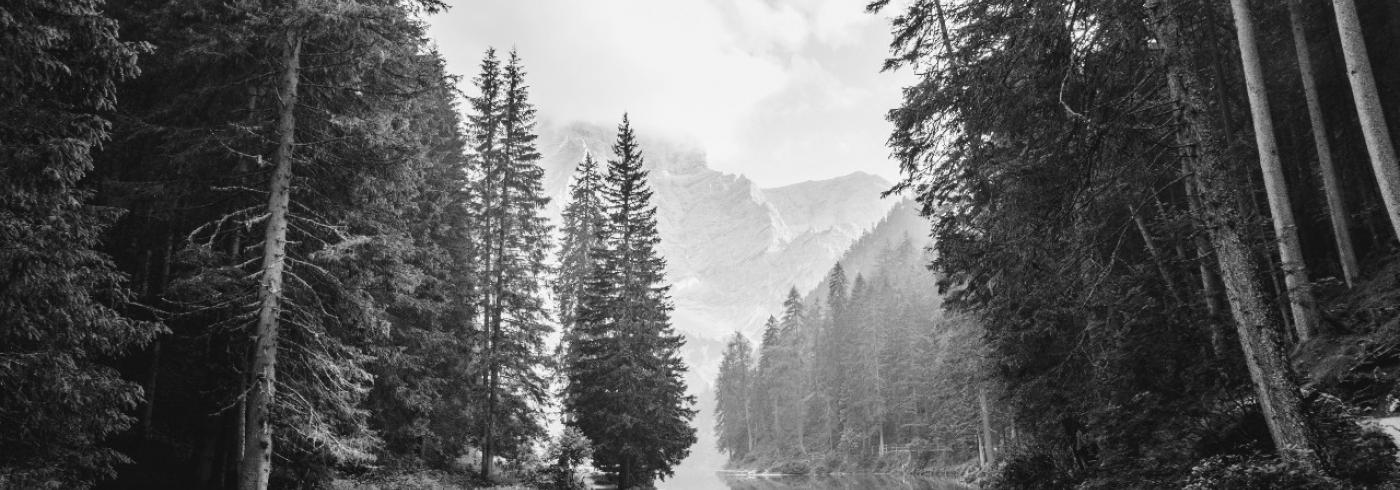 a forest